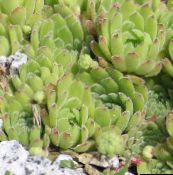 フォト 園芸植物 家のネギ 多肉植物, Sempervivum 薄緑
