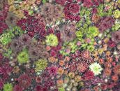 фотографија Баштенске Биљке Чуваркућа сукуленти, Sempervivum виноус