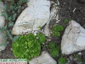 フォト 園芸植物 家のネギ 多肉植物, Sempervivum 緑色