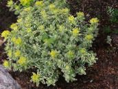 fotografija Vrtne Rastline Blazine Mlečka okrasna listnata, Euphorbia polychroma rumena