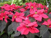 снимка Градински цветя Коледна Звезда, Noche Buena, Коледа Цвете декоративни листни, Euphorbia pulcherrima пъстър