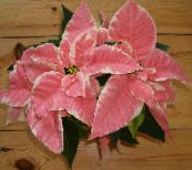 снимка Градински цветя Коледна Звезда, Noche Buena, Коледа Цвете декоративни листни, Euphorbia pulcherrima пъстър