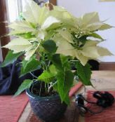 ホワイト ポインセチア、ノーチェブエナ、クリスマスの花 緑豊かな観葉植物