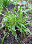 foto Trädgårdsväxter Woodrush dekorativbladiga, Luzula grön