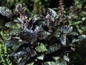 foto Le piante da giardino Basilico ornamentali a foglia, Ocimum basilicum scuro-verde