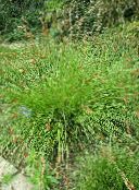 フォト 園芸植物 スゲ 緑豊かな観葉植物, Carex 緑色