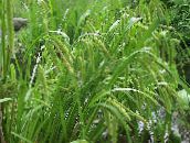 bilde Hageplanter Starr grønne pryd, Carex grønn