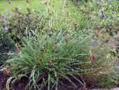 ფოტო ბაღის მცენარეები Carex, ისლი მარცვლეული მწვანე