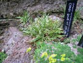 снимка Градински цветя Carex, Острица житни зелен