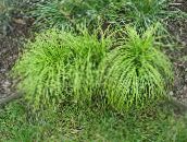 foto Aiataimed Carex, Tarnad teravilja roheline