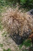 Nouvelle-Zélande Carex De Cheveux