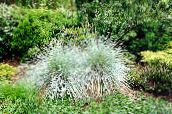 照片 园林植物 新西兰发莎草 谷物, Carex 银
