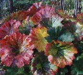 fotografie  Plantă Umbrelă, Rubarbă Indian plante ornamentale cu frunze, Peltiphyllum, Darmera multicolor