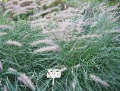фотографија Баштенске Биљке Кинески Фонтана Трава, Пеннисетум житарице, Pennisetum зелен