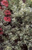 снимка Градински цветя Plectostachys декоративни листни златист