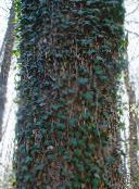 фото Бақша Өсімдіктер Шырмауық сәндік және жапырақты, Hedera жасыл