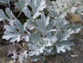 silvery Dwarf Mugwort Ornamentals Leafy