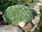 foto Gartenpflanzen Beifuß Zwerg dekorative-laub, Artemisia golden