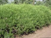 ფოტო ბაღის მცენარეები Wormwood, Mugwort მარცვლეული, Artemisia მწვანე