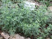 foto Vrtne Biljke Pelin, Mugwort trave (žitarice), Artemisia zlatan