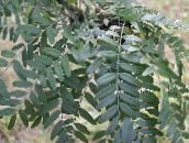 foto Dārza Augi Medus Locust, Gleditsia zaļš