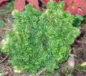 foto Vrtne Biljke Alberta Smreke, Crna Brda Smreka, Bijeli Smreka, Kanadska Smreka, Picea glauca zelena