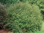 photo des plantes de jardin Chèvrefeuille Arbustif, Boîte De Chèvrefeuille, Chèvrefeuille Boxleaf, Lonicera nitida vert