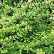 φωτογραφία Φυτά κήπου Θαμνώδη Αγιόκλημα, Αγιόκλημα Κουτί, Boxleaf Αγιόκλημα, Lonicera nitida πράσινος