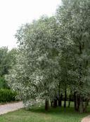 fénykép Kerti Növények Fűz, Salix ezüstös