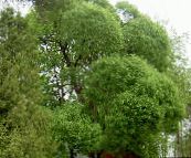 foto Plantas de jardín Sauce, Salix claro-verde