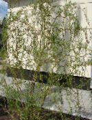 fotografie Plante de Gradina Salcie, Salix verde