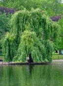 kuva Puutarhakasvit Paju, Salix vihreä