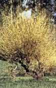 фото Садові Рослини Верба, Salix жовтий