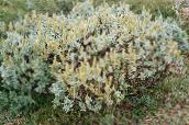 fénykép Kerti Növények Fűz, Salix ezüstös