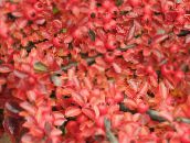 červená Cotoneaster Horizontalis