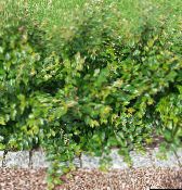 Hedge Cotoneaster, Euroopan Cotoneaster