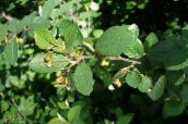 照片 园林植物 对冲栒子，欧洲栒, Cotoneaster 绿