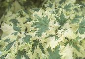fotografija Vrtne Rastline Javor, Acer različnih barv