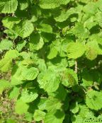 照片 园林植物 榛, Corylus 绿