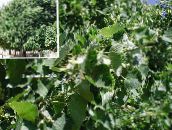 foto Trädgårdsväxter Gemensam Lime, Lind, Basswood, Lindblom, Silver Linden, Tilia grön