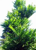 foto Le piante da giardino Metasequoia verde
