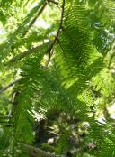 foto Le piante da giardino Metasequoia verde