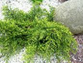 フォト 園芸植物 ジュニパー、サビナ, Juniperus 緑色