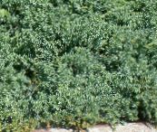 foto Trädgårdsväxter Enbär, Sabina, Juniperus ljusblå