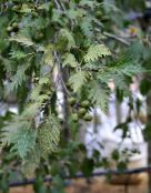 照片 园林植物 普通桤木, Alnus 银