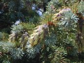 ფოტო ბაღის მცენარეები Douglas ნაძვი, ფიჭვი Oregon, წითელი ნაძვი, ყვითელი ნაძვი, ცრუ ნაძვის, Pseudotsuga ვერცხლისფერი