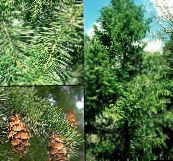 fotoğraf Bahçe Bitkileri Douglas Köknar, Çam Oregon, Kırmızı Köknar, Köknar Sarı, Sahte Ladin, Pseudotsuga yeşil
