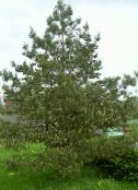 ფოტო ბაღის მცენარეები ფიჭვის, Pinus მწვანე
