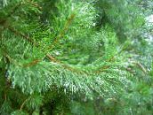 фото Бақша Өсімдіктер Қарағай, Pinus жасыл