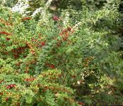 fotografija Vrtne Rastline Žutikovina, Japanese Barberry, Berberis thunbergii zelena
